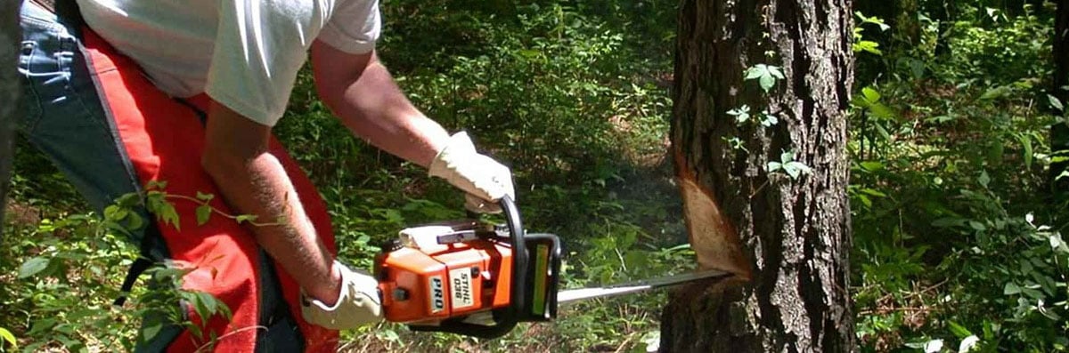 Tree Removal
