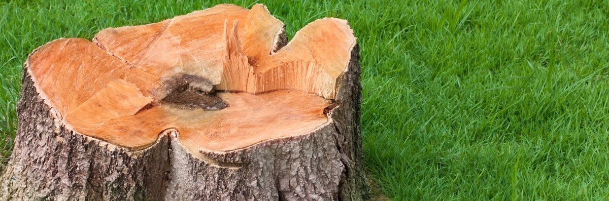 Stump Grinding