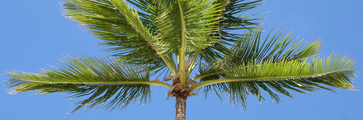 Palm Tree Removal