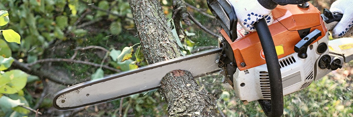 Tree Cutting