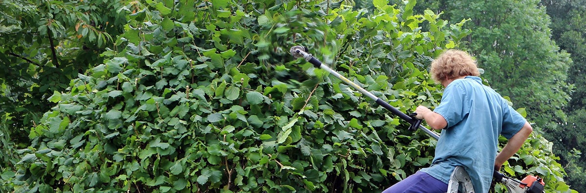 Tree Service