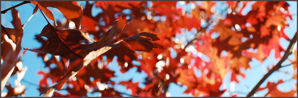 Home Tree Installation