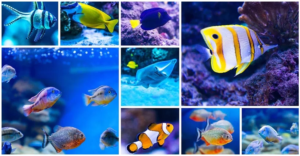 5 Star Aquariums is a Aquarium Store in Oceanside, CA