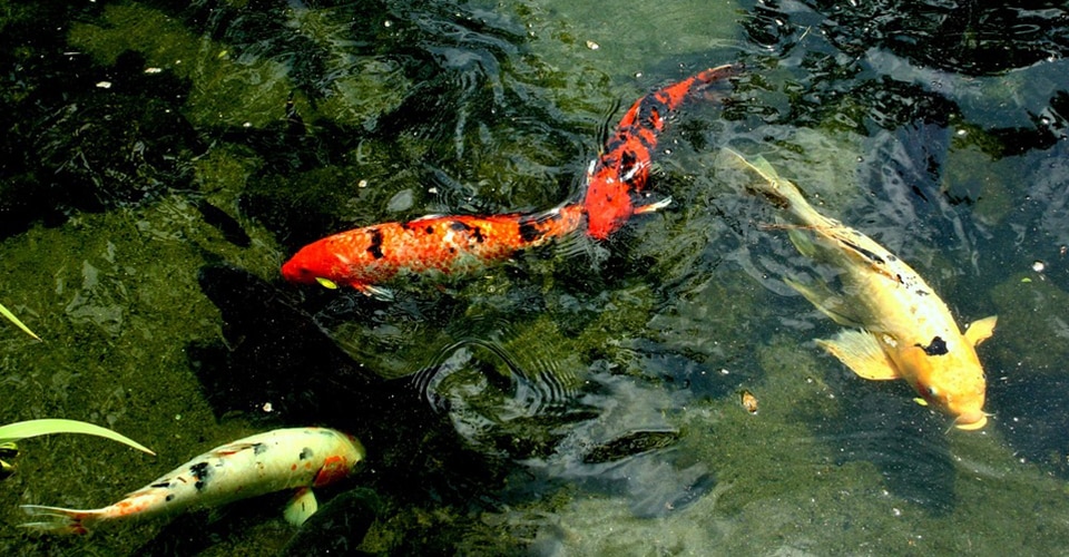 5 Star Aquariums is a Aquarium Store in Oceanside, CA