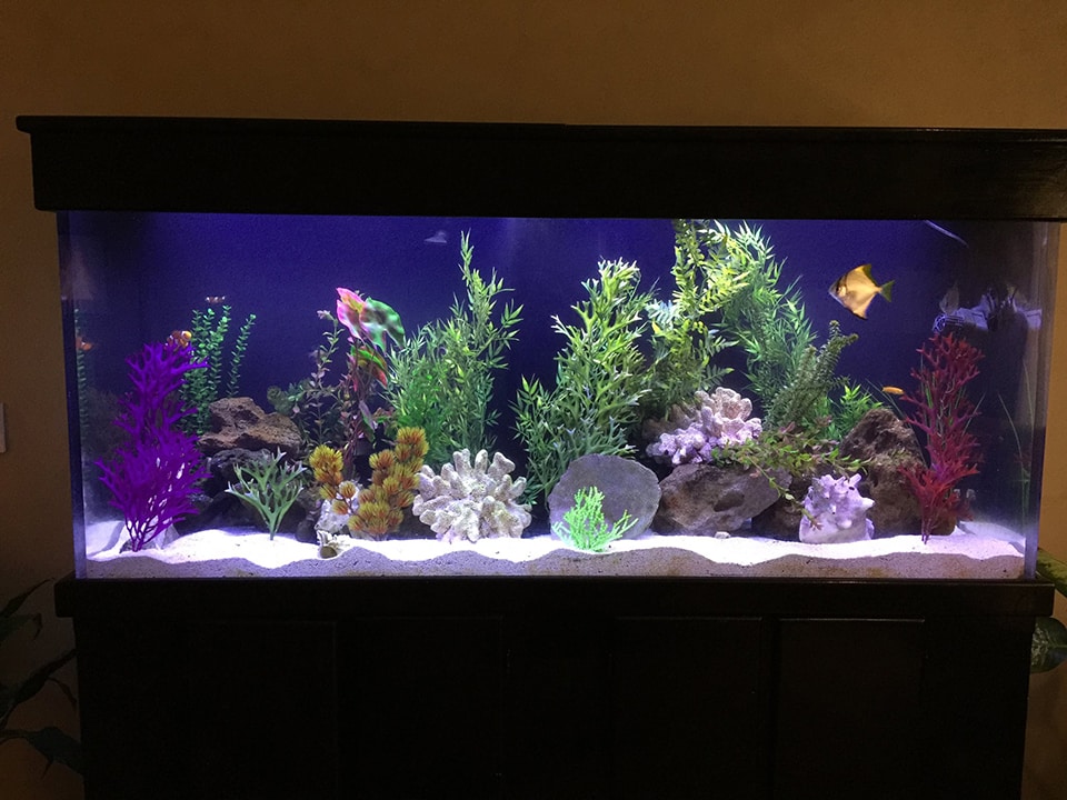 5 Star Aquariums is a Aquarium Store in Oceanside, CA
