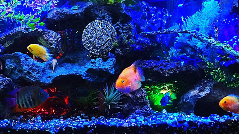 5 Star Aquariums is a Aquarium Store in Oceanside, CA