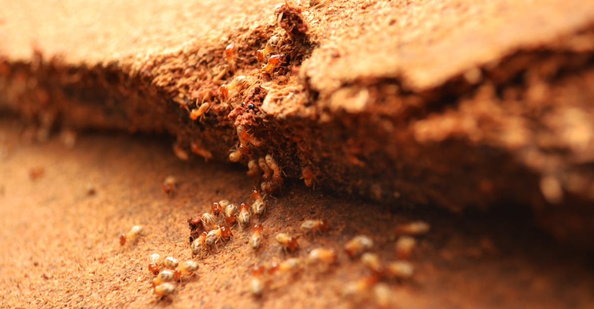 Termite Inspections