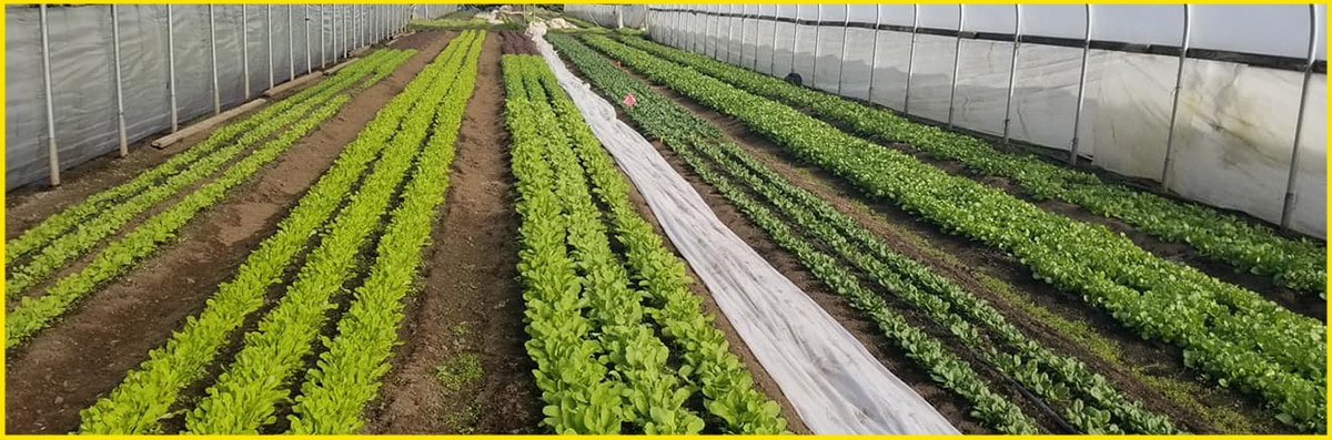 Organic Farm