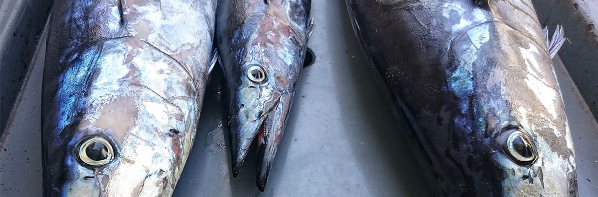 Fish Market