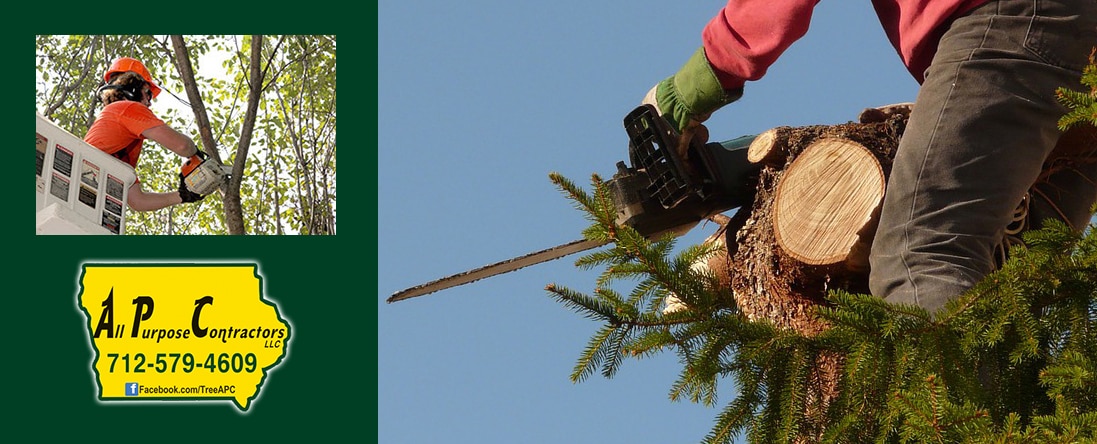Tree Trimming