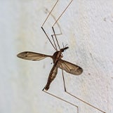 Mosquito Control