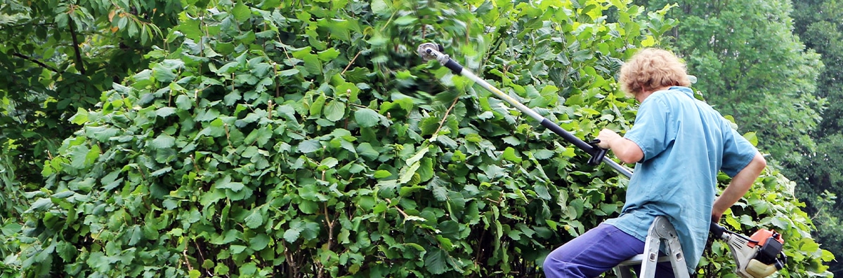 Tree Trimming