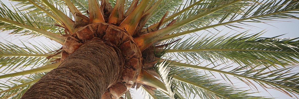 Palm Tree Removal