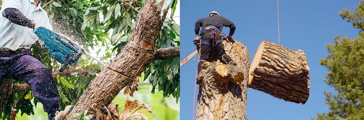 Tree Removal