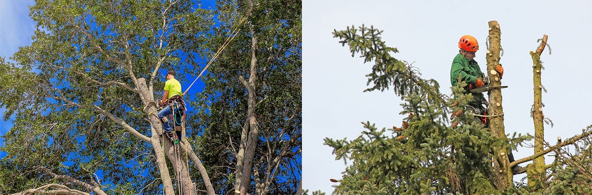 Tree Trimming