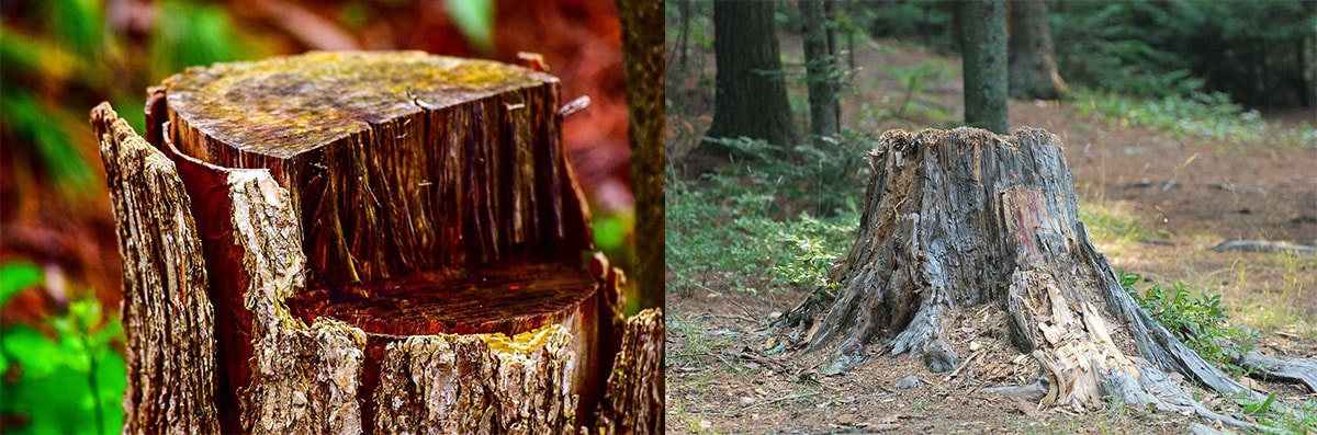 Stump Grinding