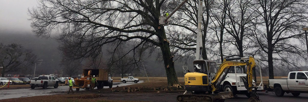 Tree Removal