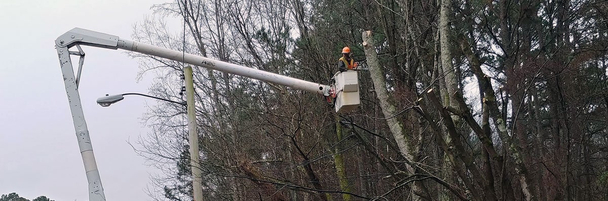 Tree Trimming