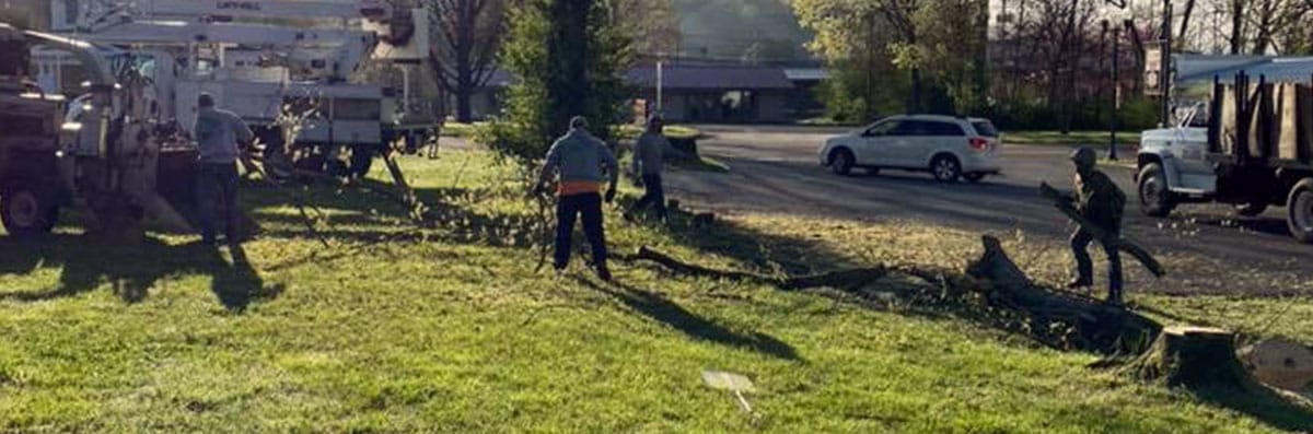 Stump Grinding