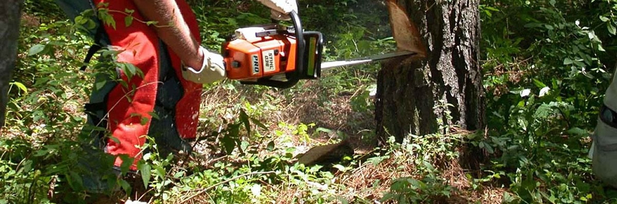Tree Removal