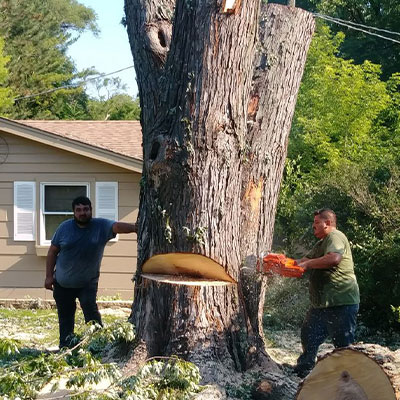 Tree Removal