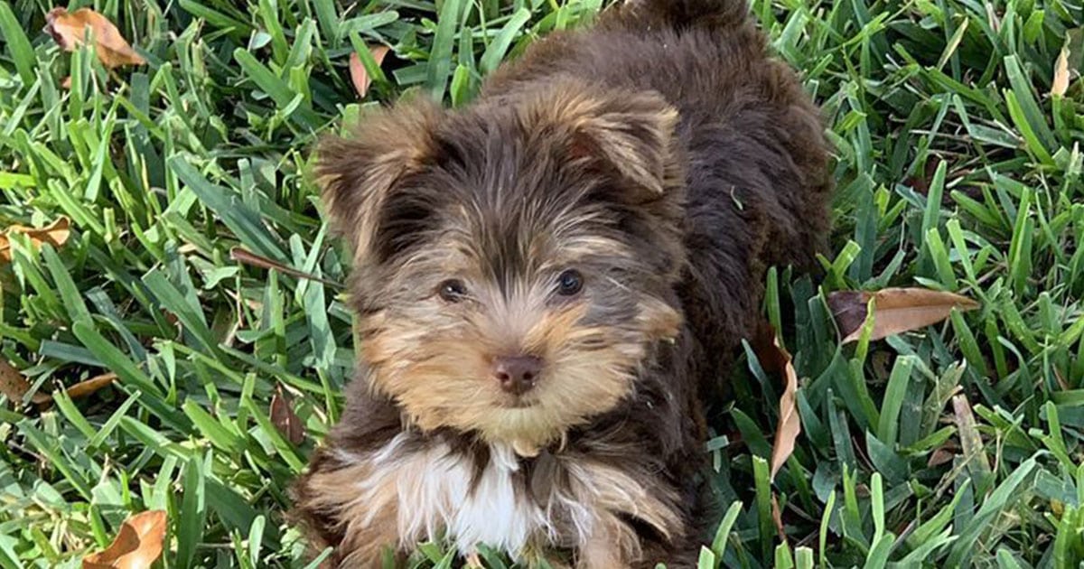 King Of Pet Grooming Puppy Sales