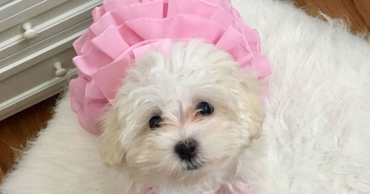 King Of Pet Grooming Puppy Sales