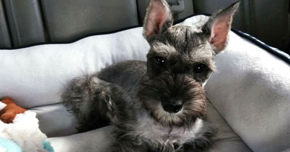 King Of Pet Grooming Puppy Sales