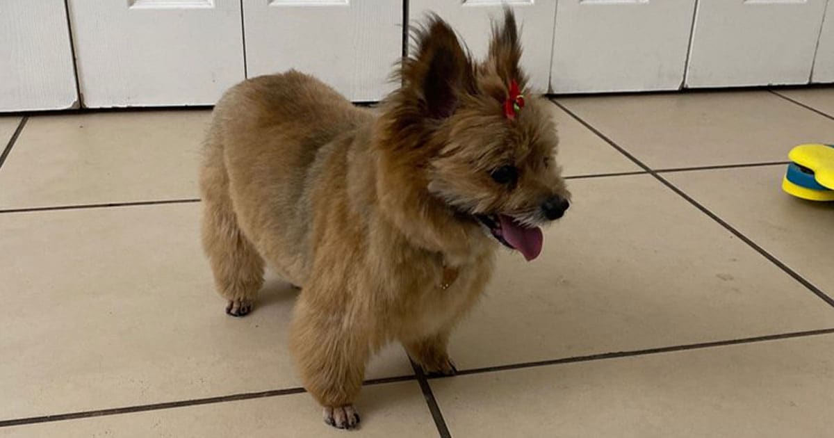 King Of Pet Grooming Puppy Sales