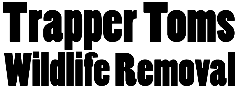 Trapper Toms Wildlife Removal