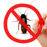 Roach Extermination