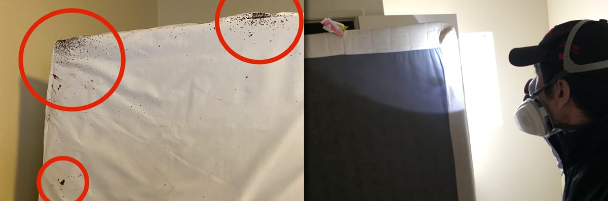 Bed Bug Control 