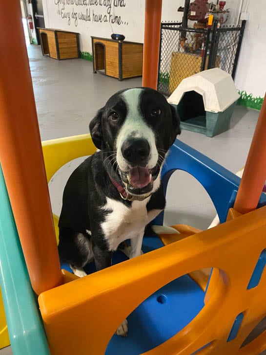 Must Love Paws is a Dog Day Care in Corvallis, OR 97330