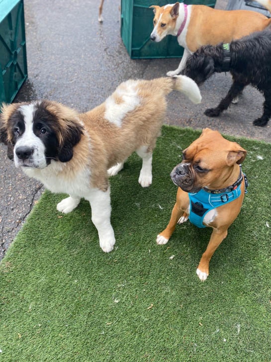 Must Love Paws is a Dog Day Care in Corvallis, OR 97330