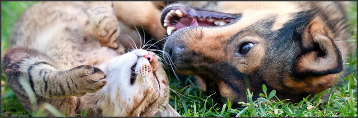 Pet Sitting
