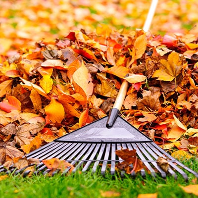 Fall Clean Up