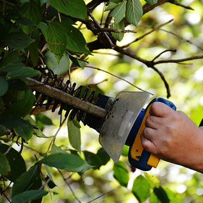 Shrubbery Removal