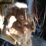 Humane Animal Trapping and Relocation