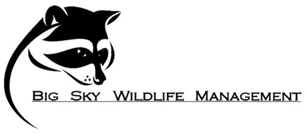 Big Sky Wildlife Management
