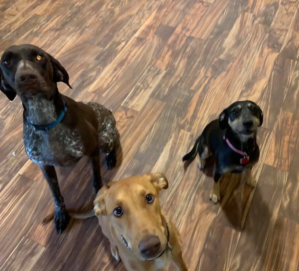 K9 Devine little cypress Offers Pet Boarding in Orange, TX 77632