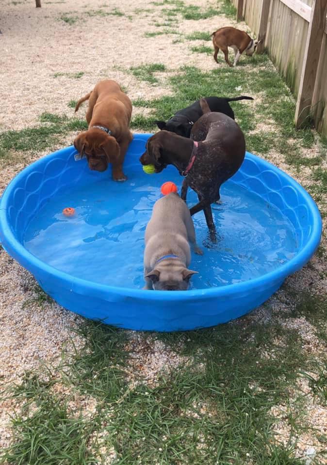 K9 Devine little cypress Offers Pet Boarding in Orange, TX 77632