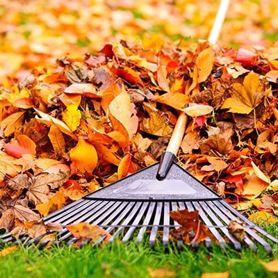 Yard Clean Up