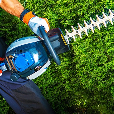 Tree Trimming