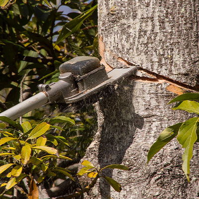 Tree Cutting