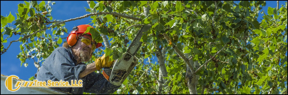 Tree Trimming
