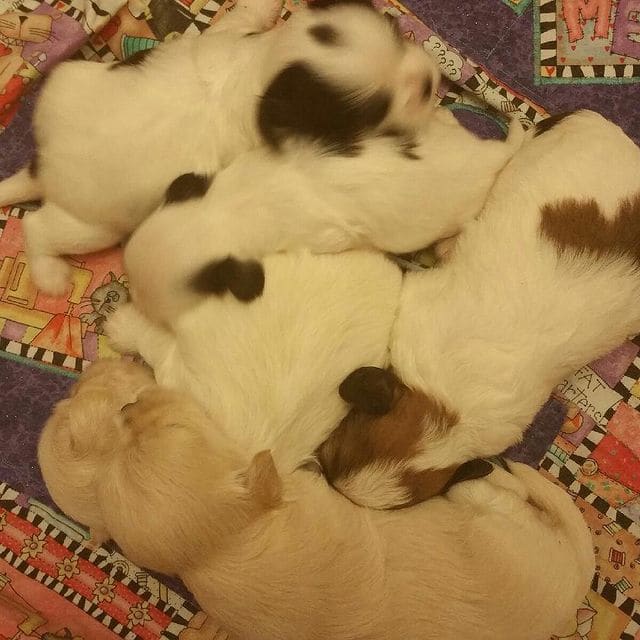 Sapphire Designer Dogs Offers Pomeranian Breeding In Waukegan IL 60087