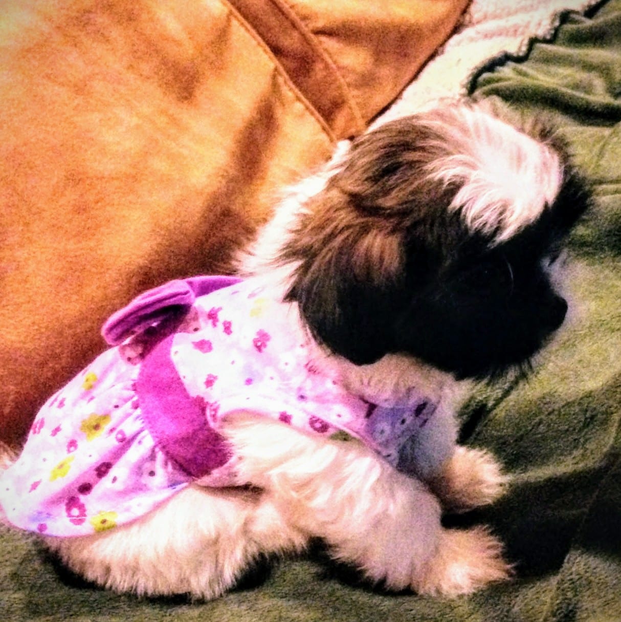 Sapphire Designer Dogs Offers Pomeranian Breeding In Waukegan IL 60087