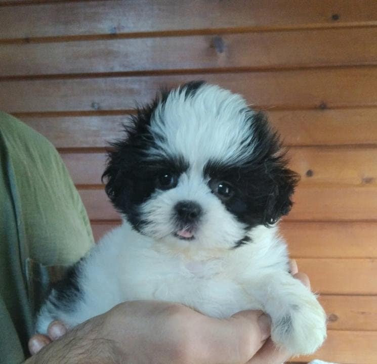 Sapphire Designer Dogs Offers Pomeranian Breeding In Waukegan IL 60087