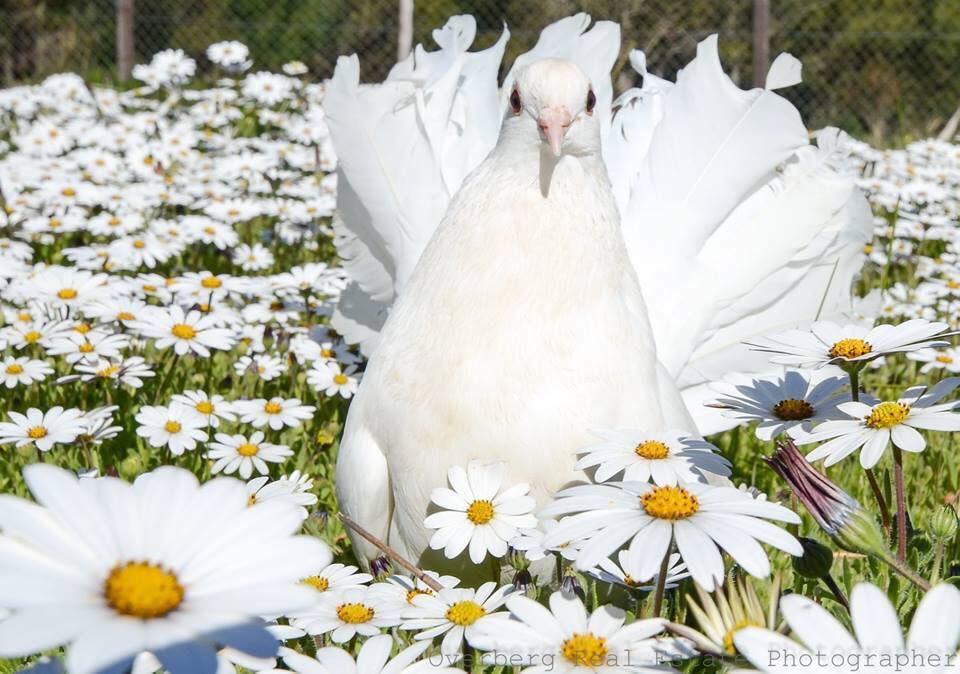 Enchanting White Doves Offers Doves for Videos in Albuquerque, NM 87114