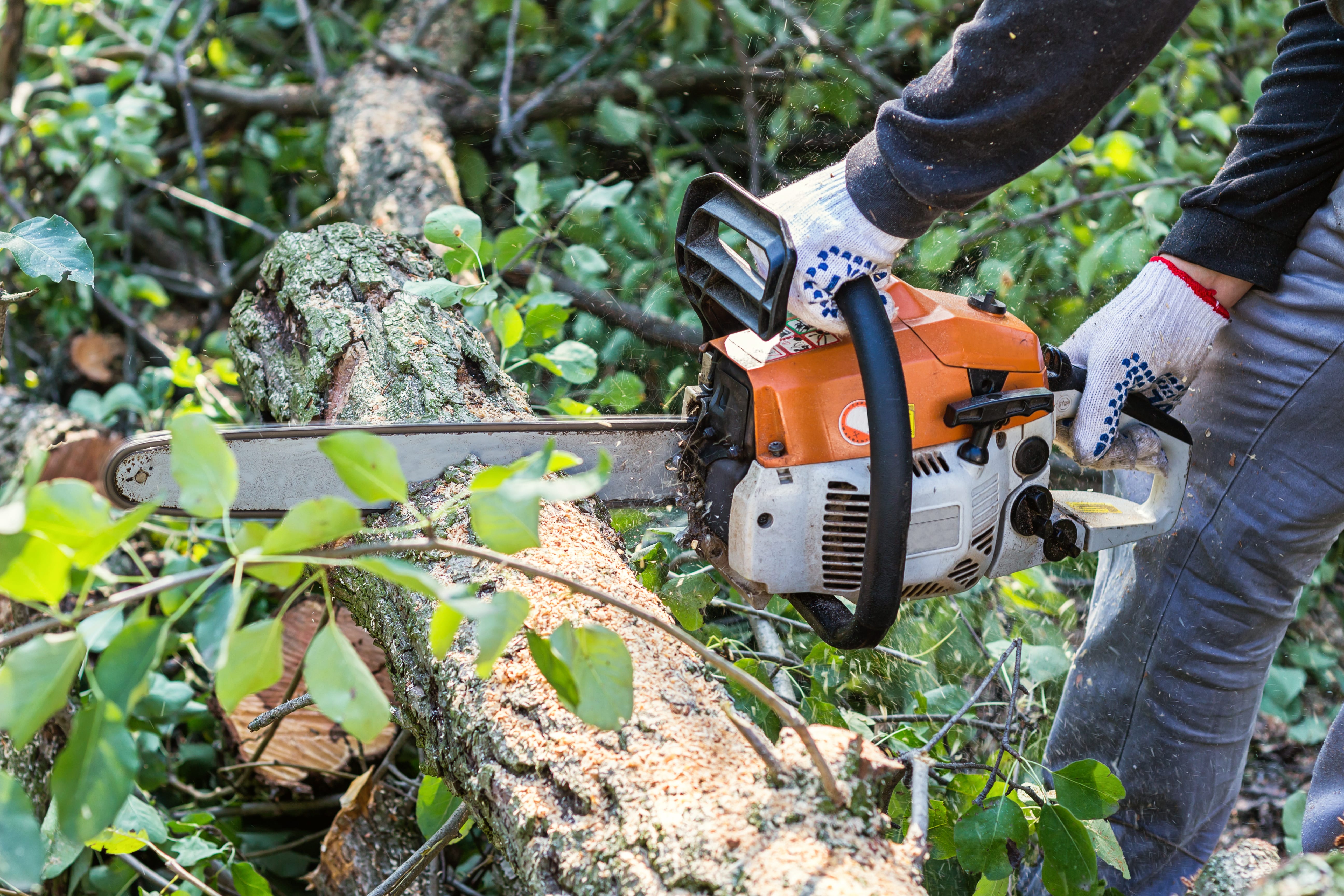 Ace Basin Tree Services Offers Tree Trimming Services in Walterboro, SC